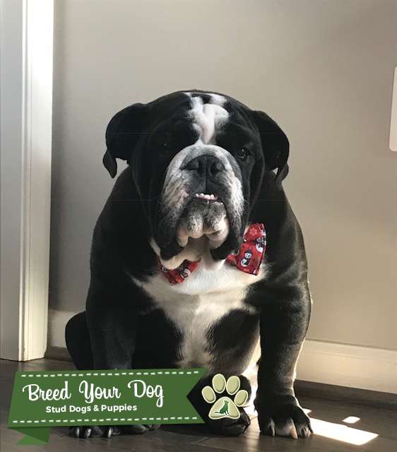 Stud Dog Black Seal English Bulldog Stud Breed Your Dog