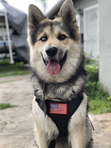 Looking for female to breed  Listing Image