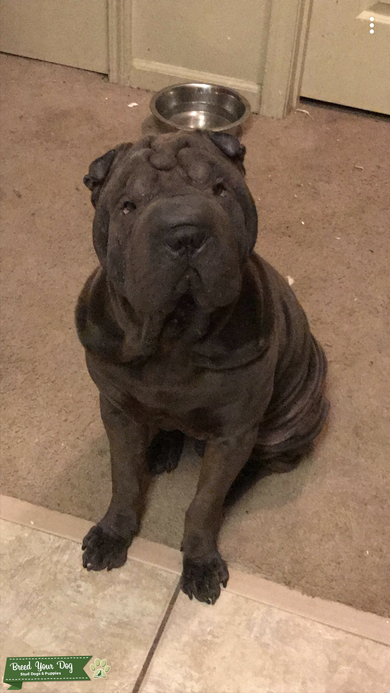 shar pei stud dog