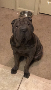 Shar-Pei stud Listing Image