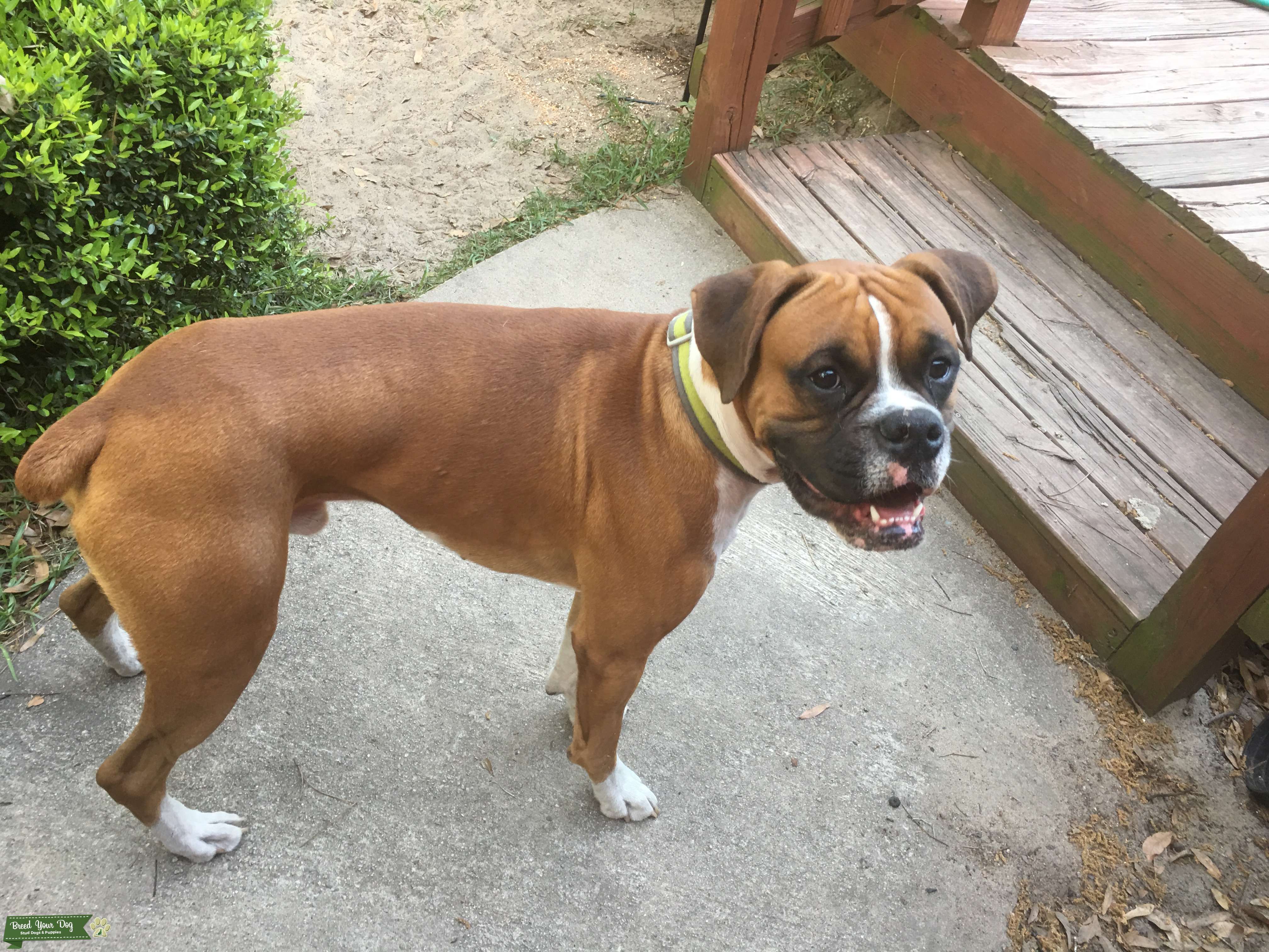 Flashy Fawn Boxer Stud Stud Dog South 5 miles from Florida