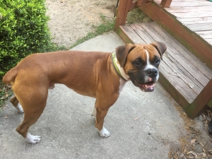 Flashy Fawn Boxer Stud Listing Image