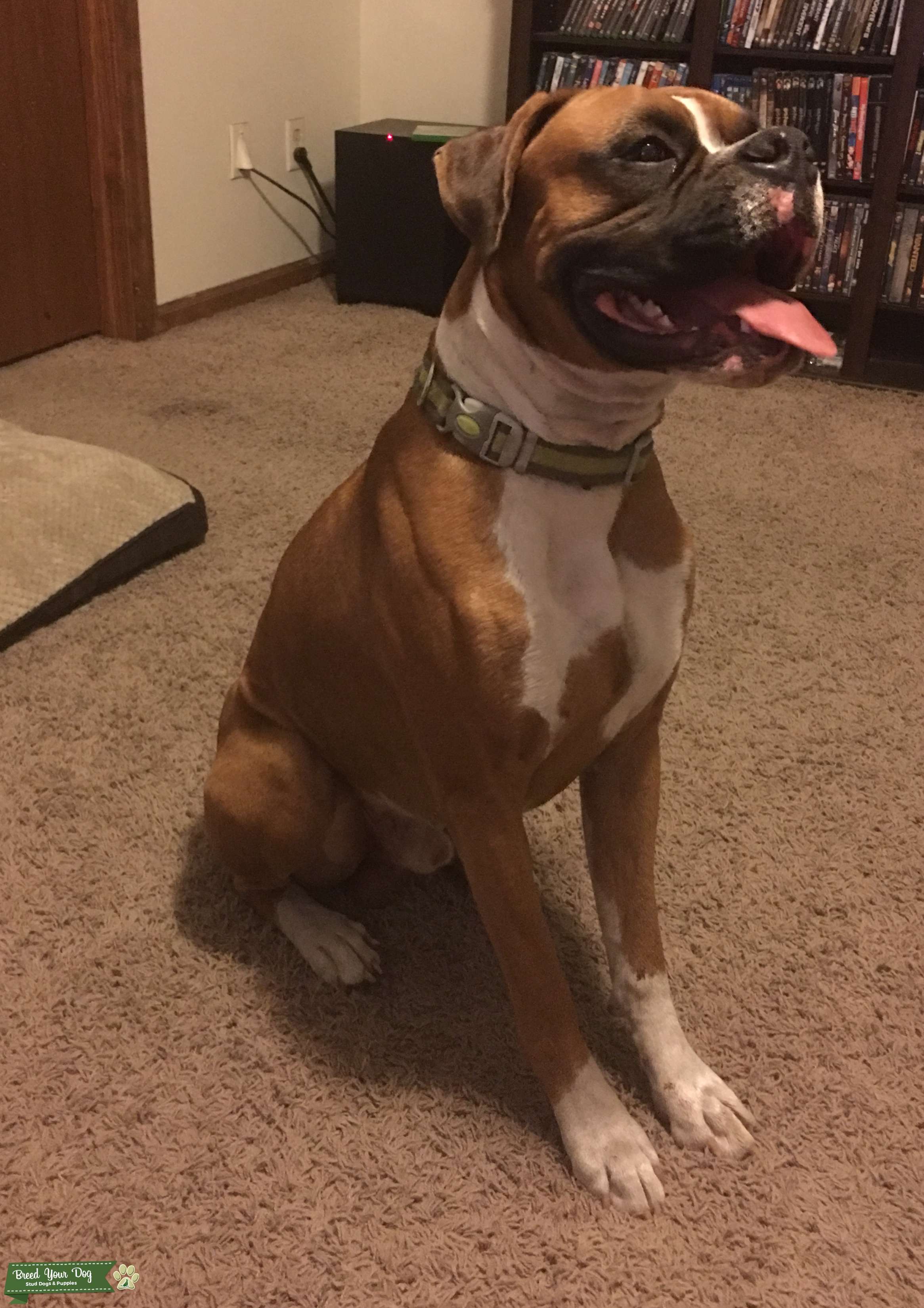 Flashy Fawn Boxer Stud Stud Dog South 5 miles from Florida