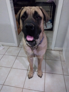 English Mastiff  Listing Image