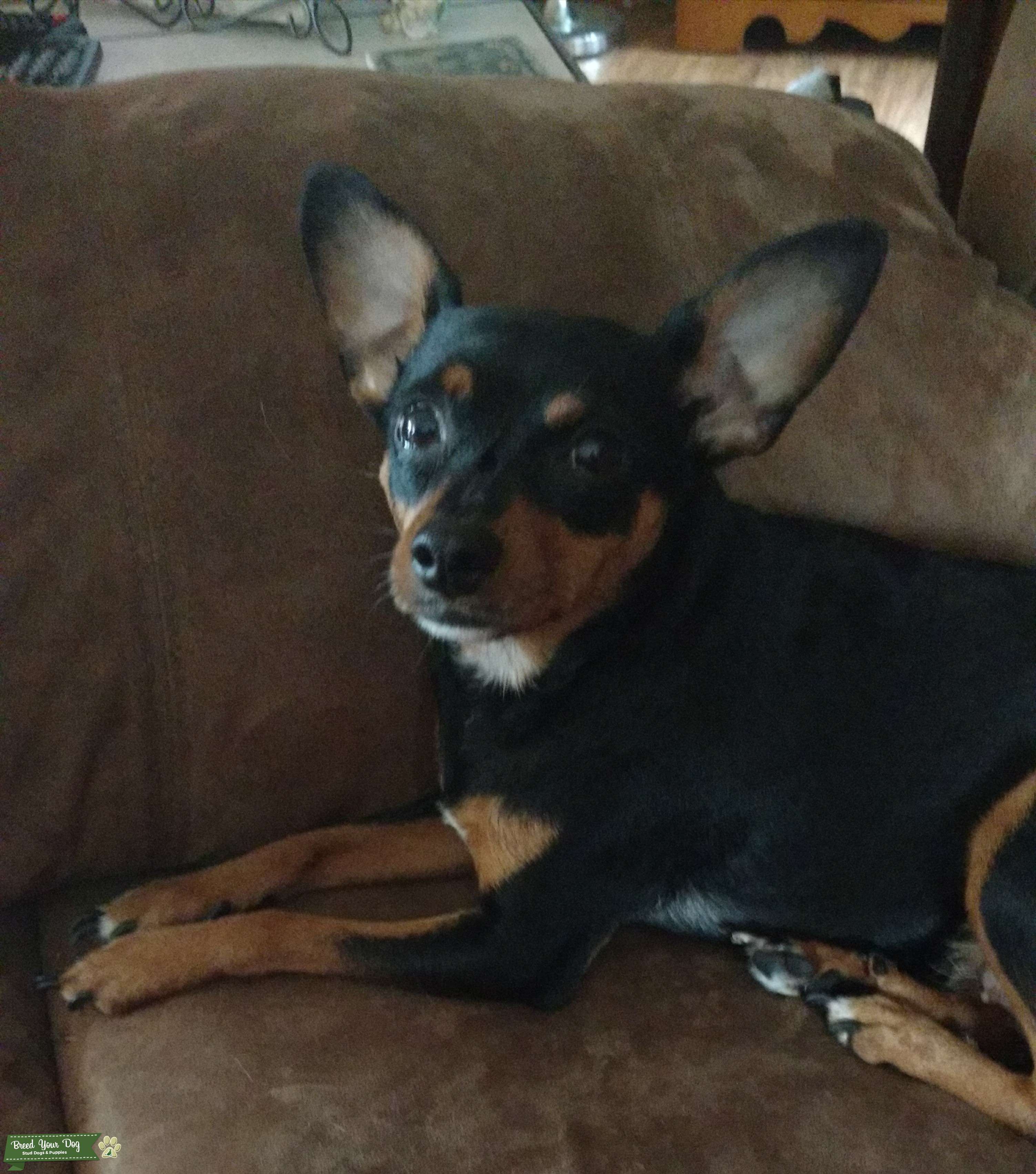Black and Tan Min Pin Female Stud Dog in Illinois, the United States