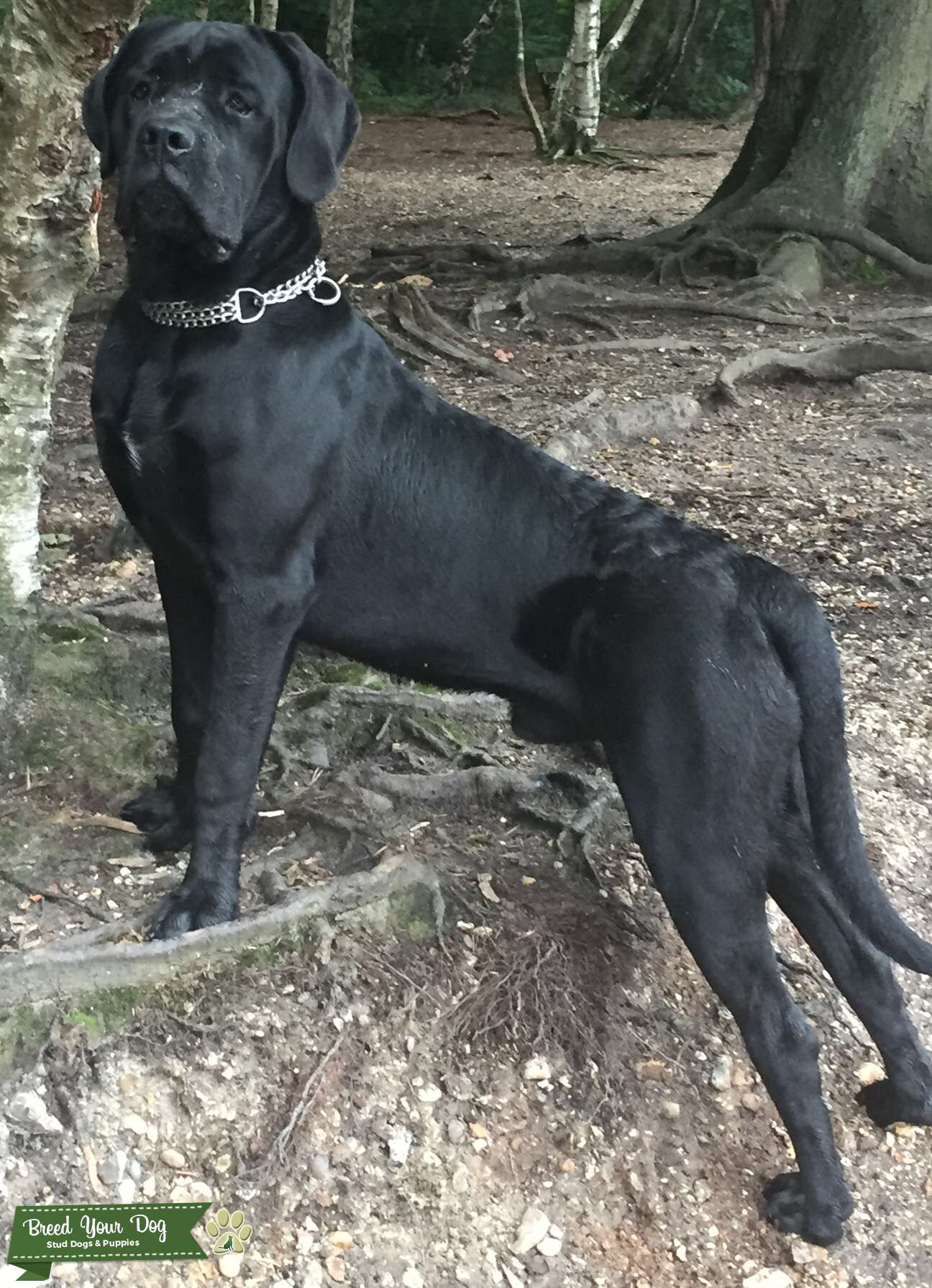 Stud Stud Dog in Berkshire, the United States Breed Your Dog