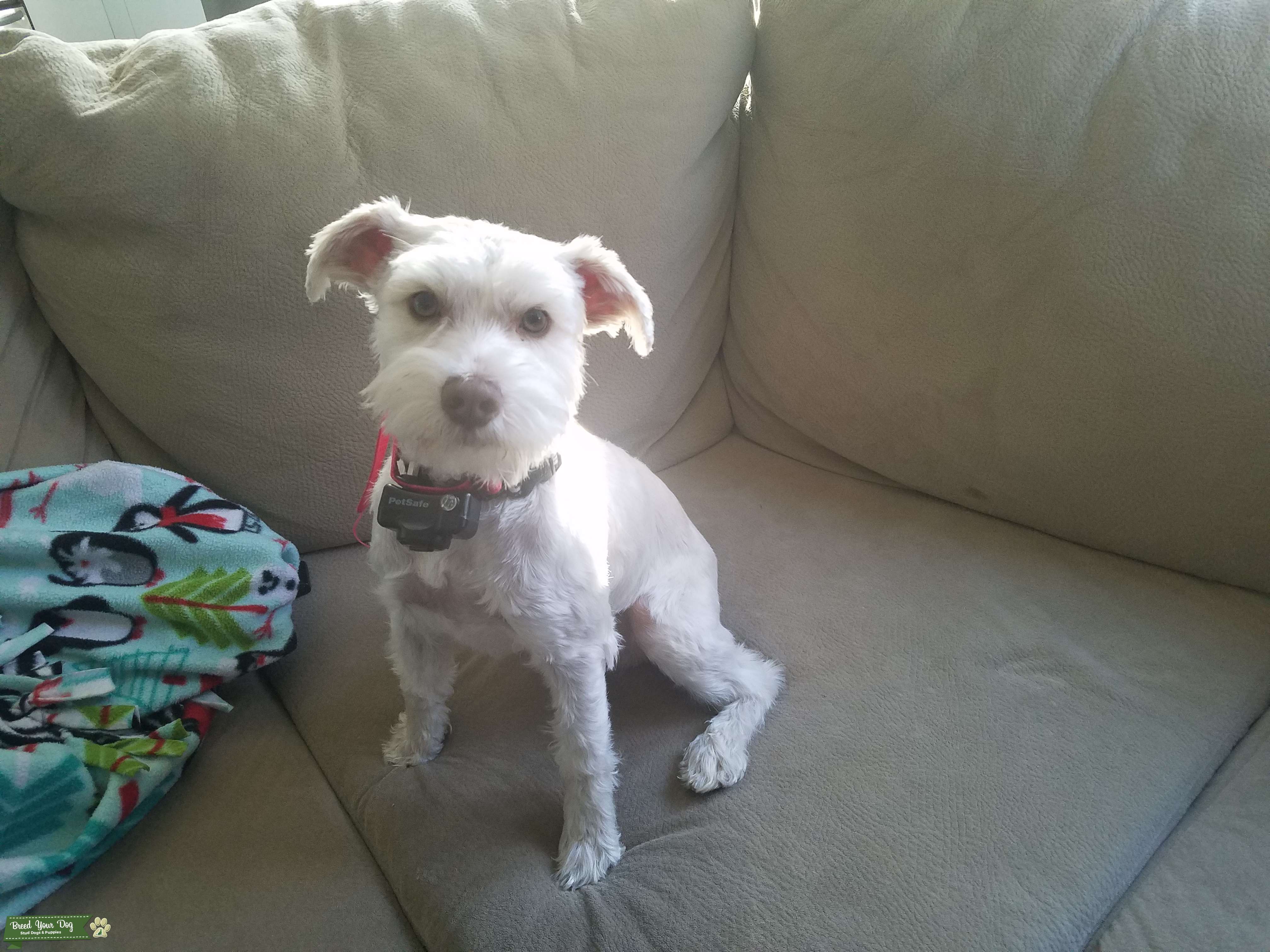 Mini schnauzer stud service Stud Dog in Michigan, the United States