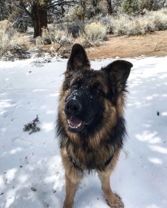 Long haired German Shepherd Listing Image