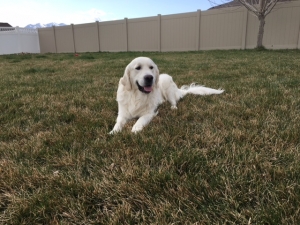 AKC English Cream Golden Retriever Stud Listing Image
