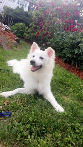 American Eskimo Stud Listing Image