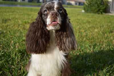 merle american cocker spaniel
