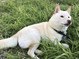 Pure breed creme Shiba Inu Listing Image