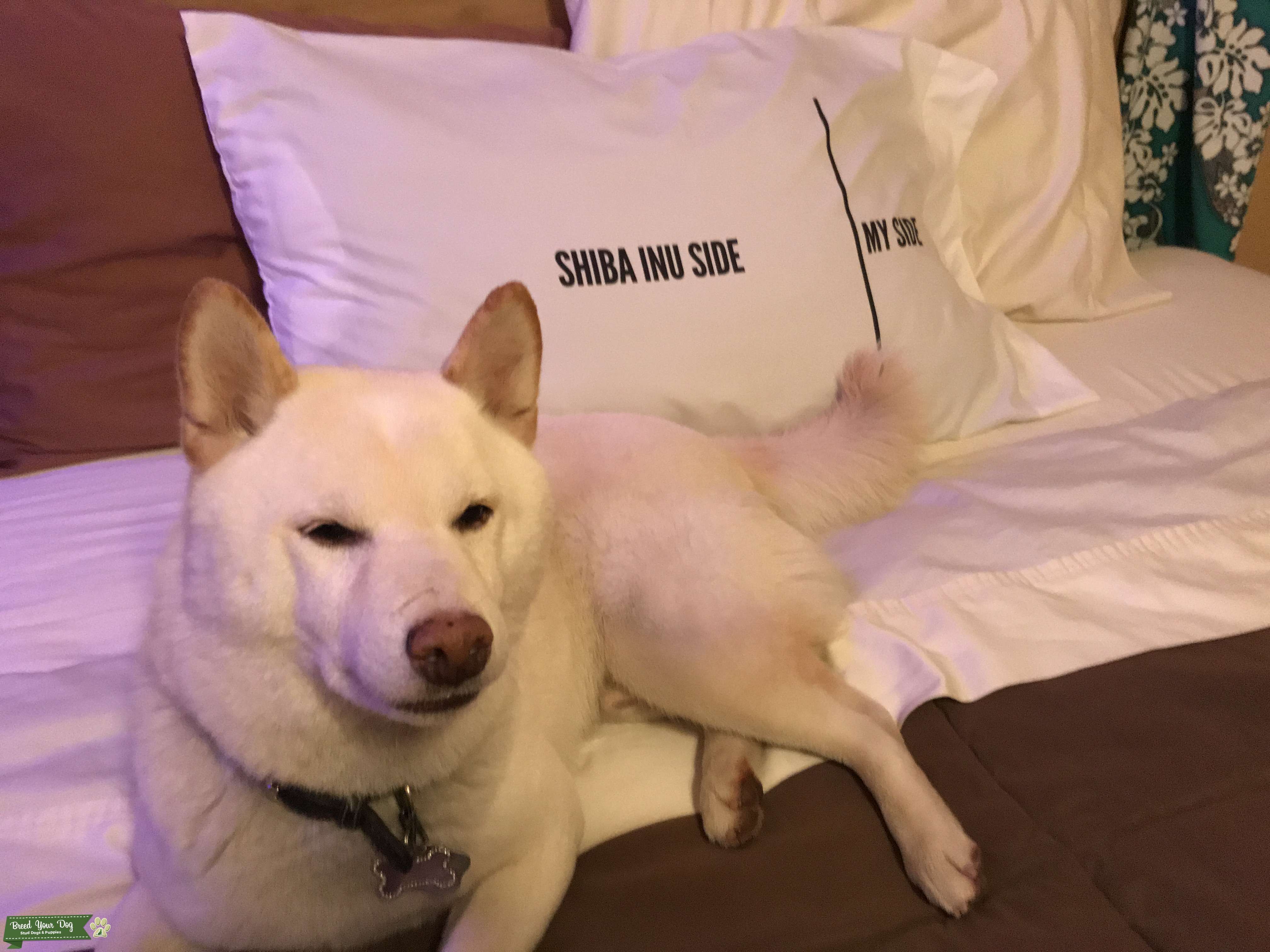 Pure breed creme Shiba Inu Stud Dog in San Diego , the United States