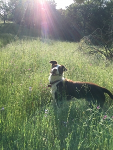 Border Collie Male for Stud Listing Image