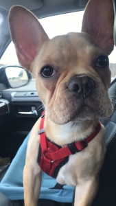 French Bulldog Stud  Listing Image