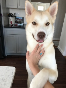 Yellow Lab Husky Mix Stud Listing Image