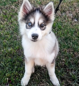 Male Pomsky looking for mate Listing Image
