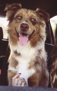 Looking for Female to Breed Listing Image