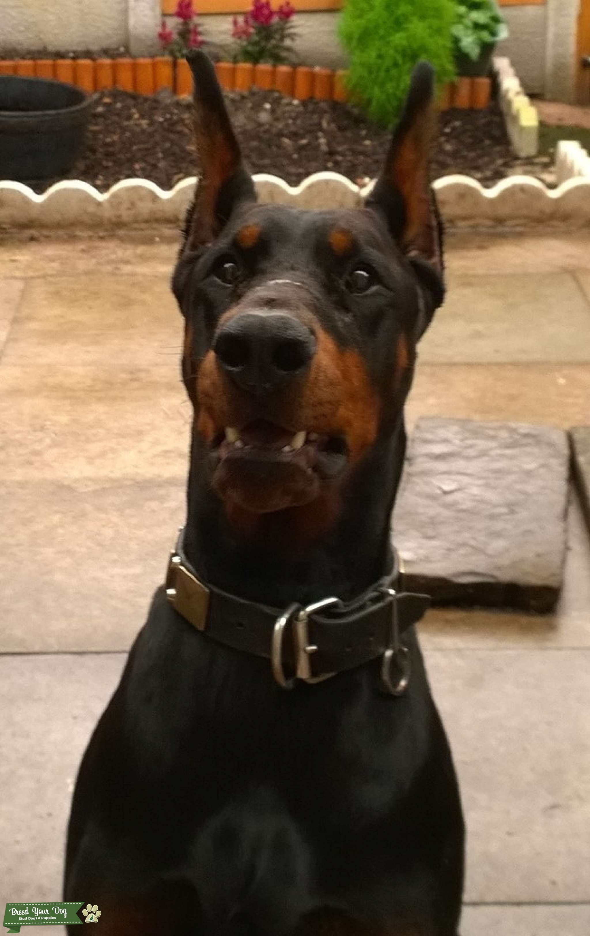 Russian health tested stud available Stud Dog Greater manchester