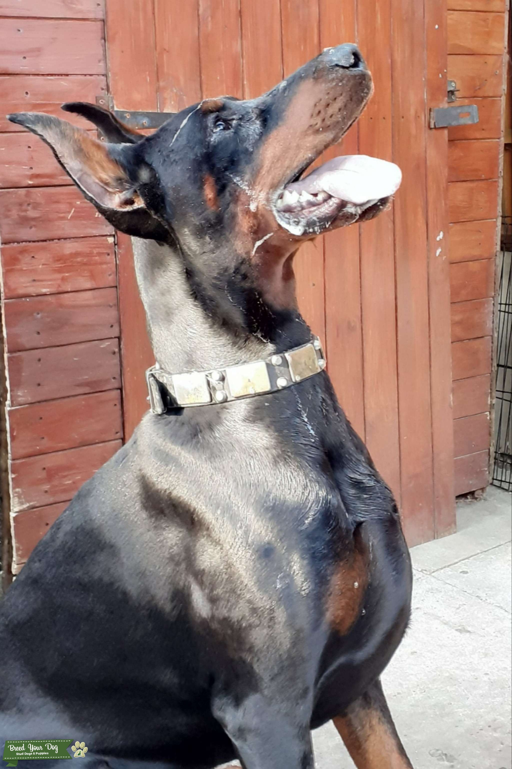 Russian health tested stud available Stud Dog Greater manchester