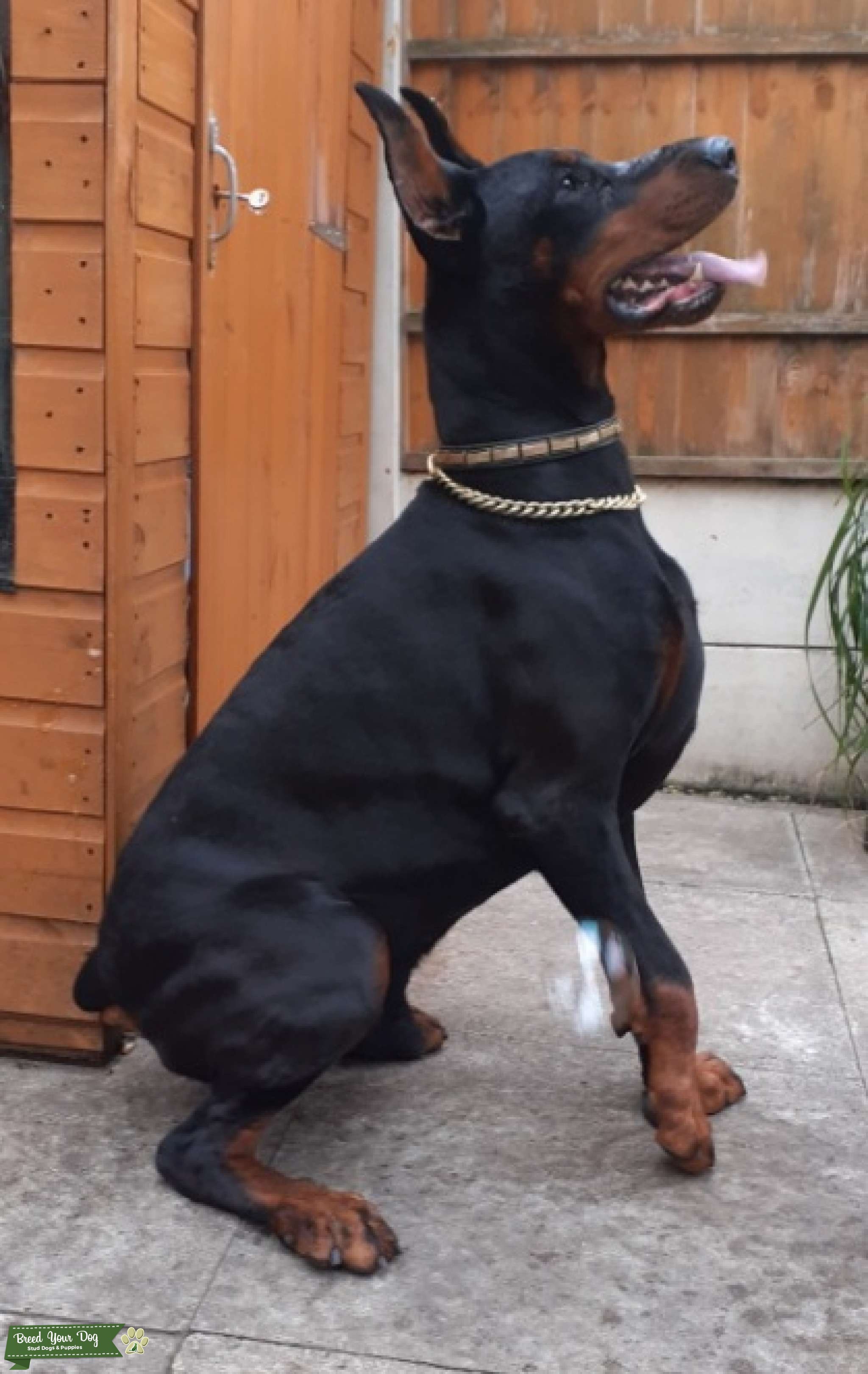 Russian health tested stud available Stud Dog Greater manchester