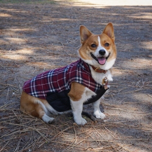 Male Pembroke Corgi Stud Listing Image