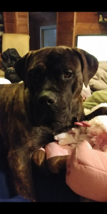 Handsome Cane Corso Male Listing Image