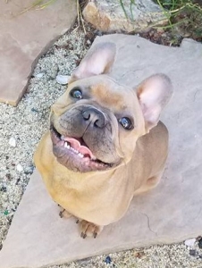 Blue Fawn French Bulldog for Stud Service Listing Image