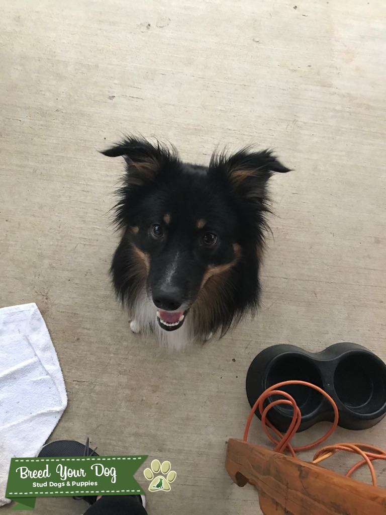 how do you sedate a dog at home