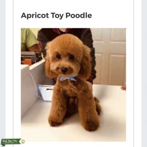 Red Toy Poodle  Listing Image