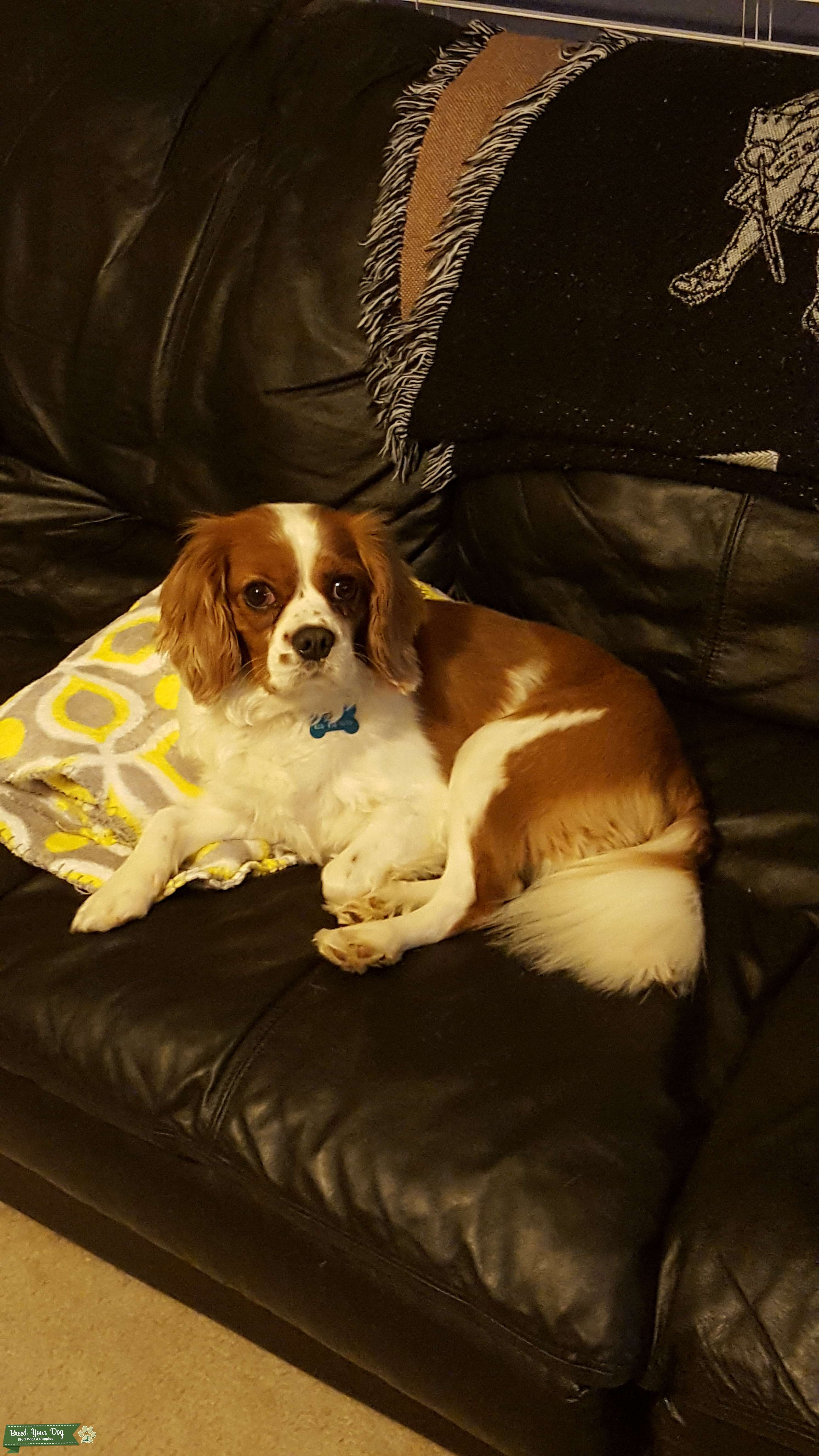 AKC Blenheim Male Cavalier Stud Stud Dog in Marietta, GA, the United States Breed Your Dog