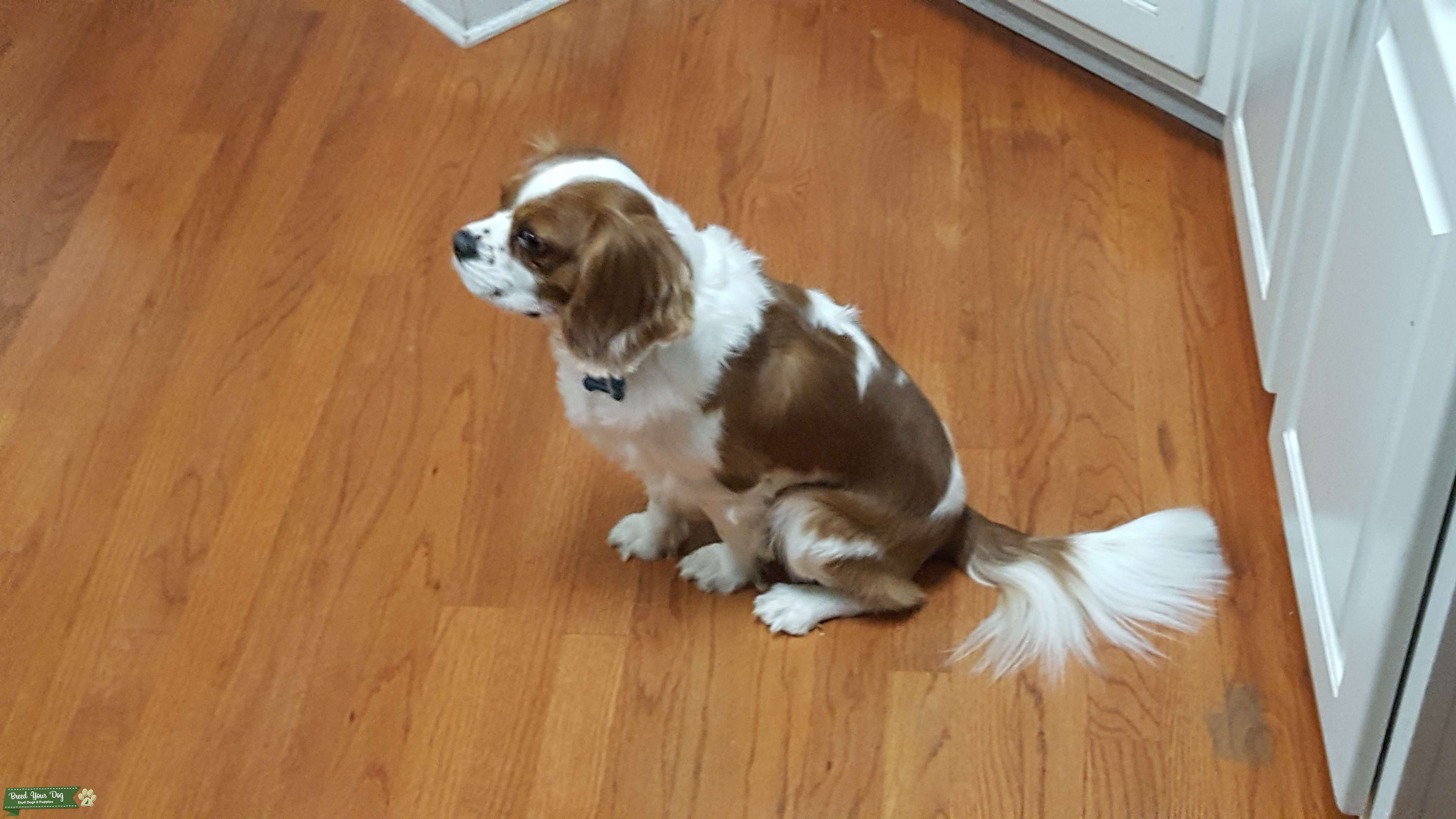 AKC Blenheim Male Cavalier Stud Stud Dog in Marietta, GA, the United States Breed Your Dog