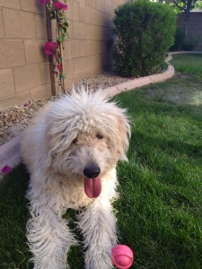 1st generation Goldendoodle Stud fee $500 Listing Image