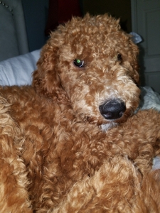 Red F1B Goldendoodle Listing Image