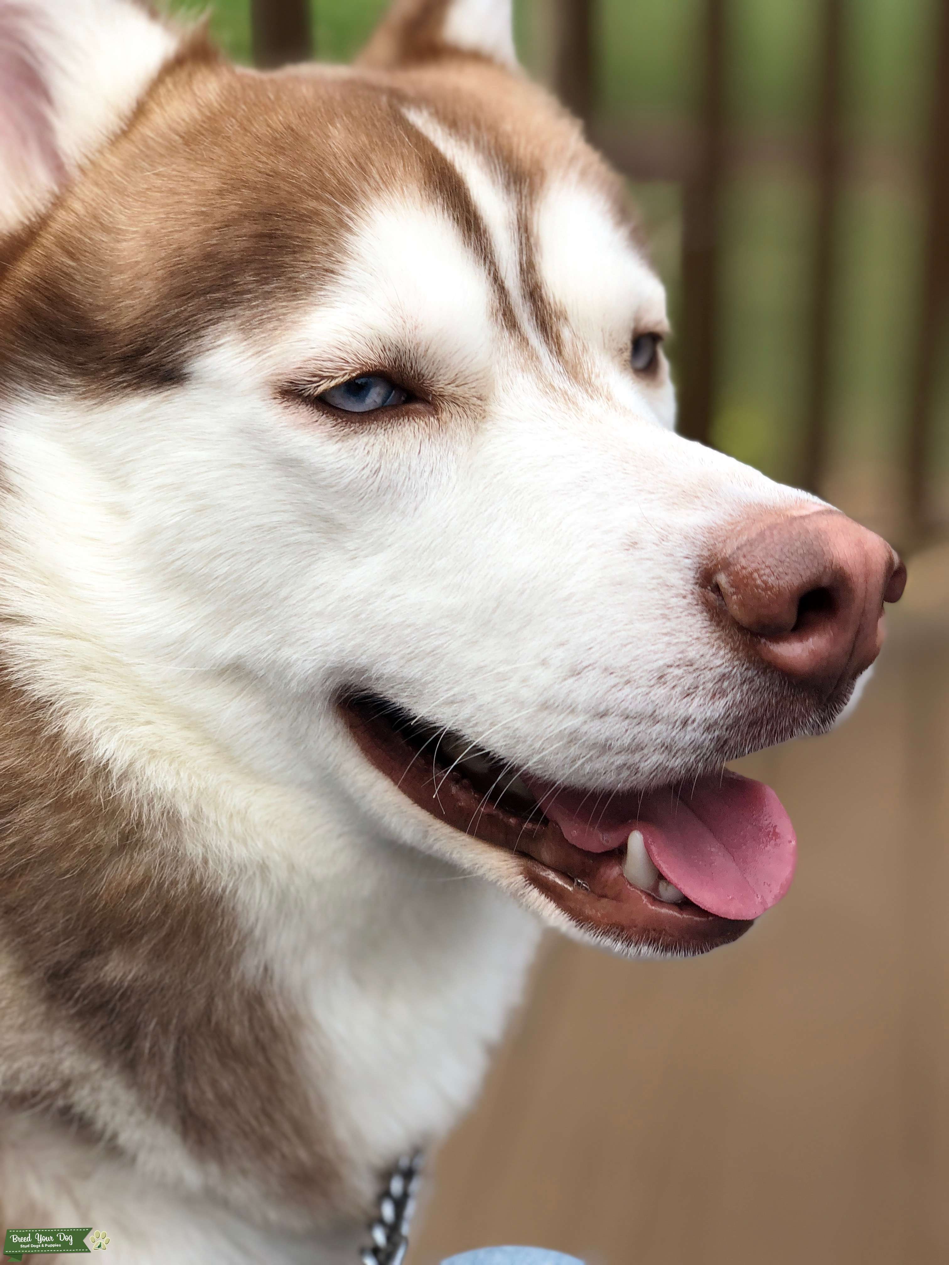 Beautiful Red and White Husky for stud Stud Dog in Connecticut , the