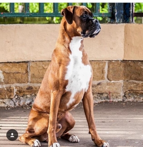 bobtail boxer for sale