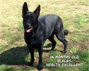 Old Style Black German Shepherd Listing Image
