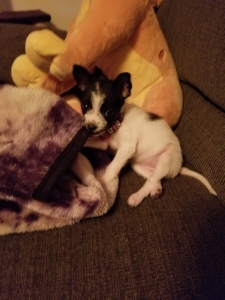 Looking to breed my dog at a year Listing Image