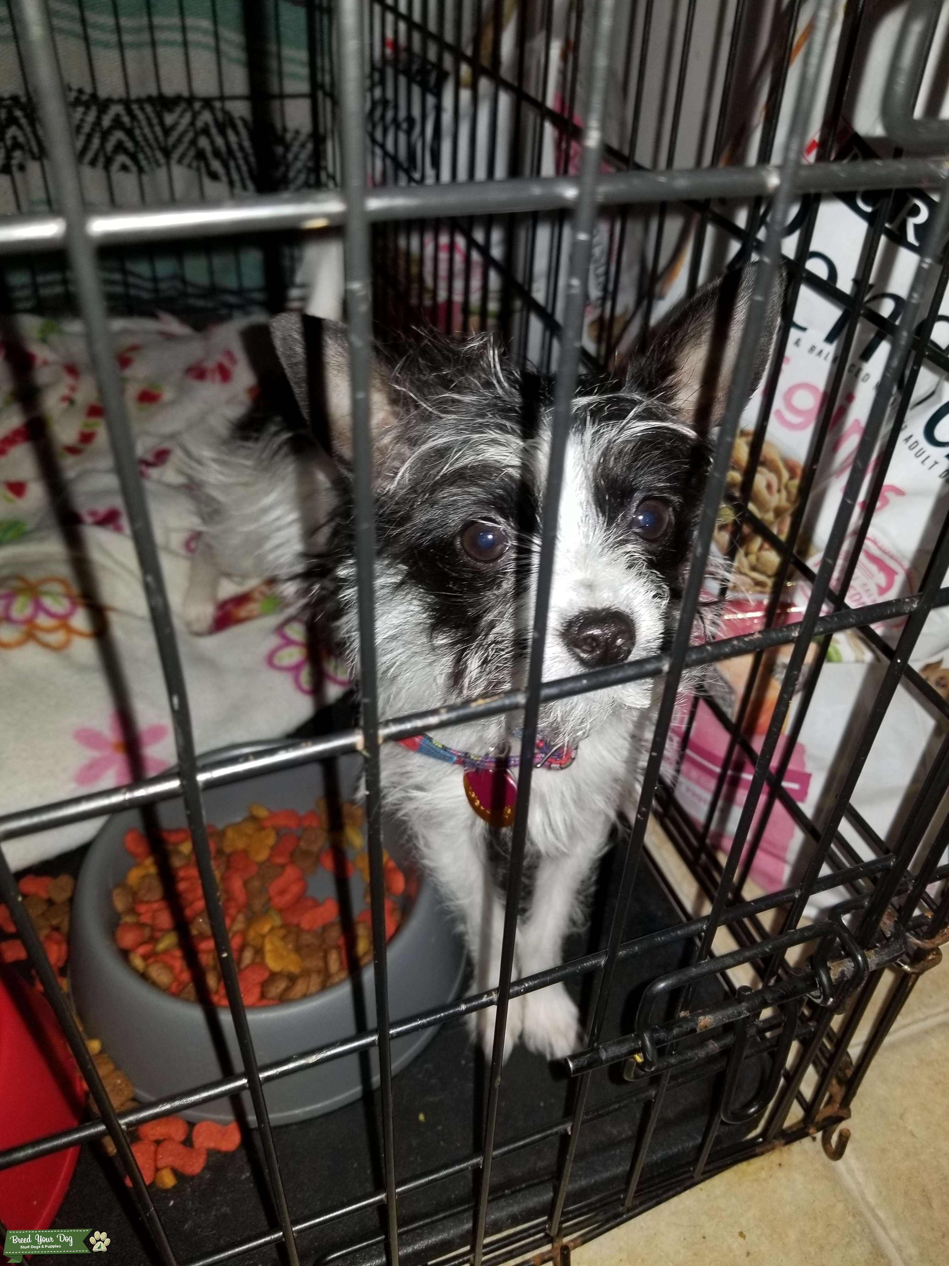 Looking to breed my dog at a year Stud Dog in Virginia, the United