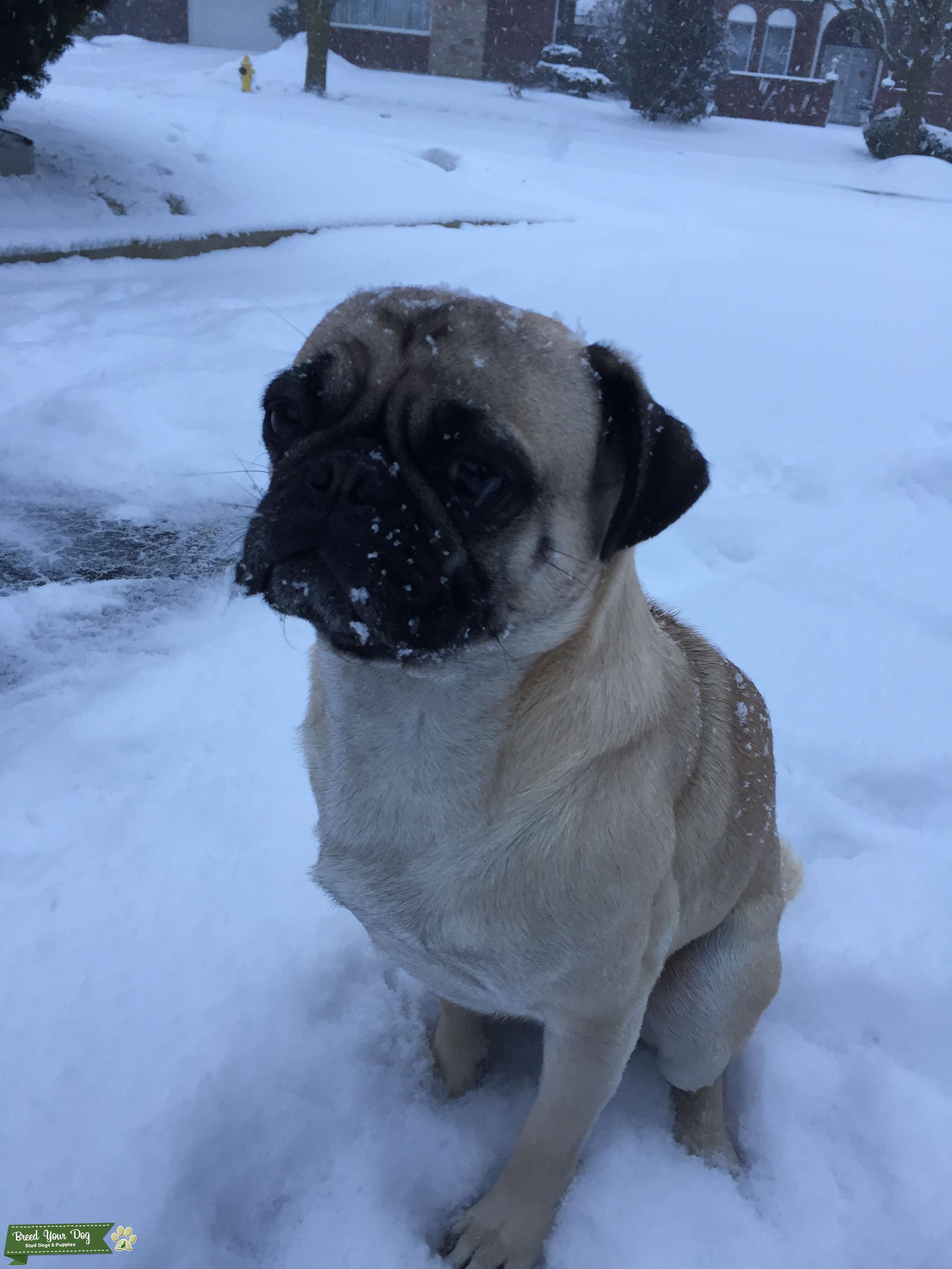 stud fawn pug Stud Dog in Richmond hill, the United States Breed
