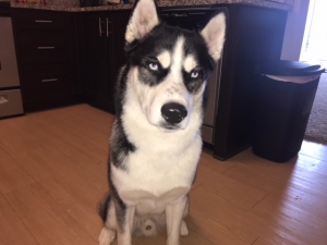 Siberian Husky Listing Image