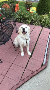 Stud Golden Retriever  Listing Image