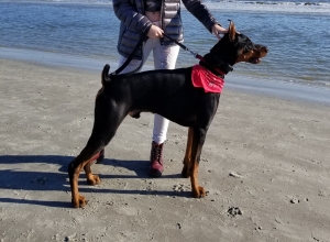 Doberman Pinscher Stud Listing Image