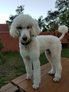 Standard Poodle for Stud Service Listing Image