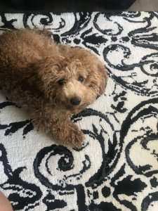 Stud Toy Poodle looking to mate  Listing Image