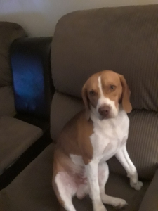 AKC Red Beagle Stud Service Listing Image