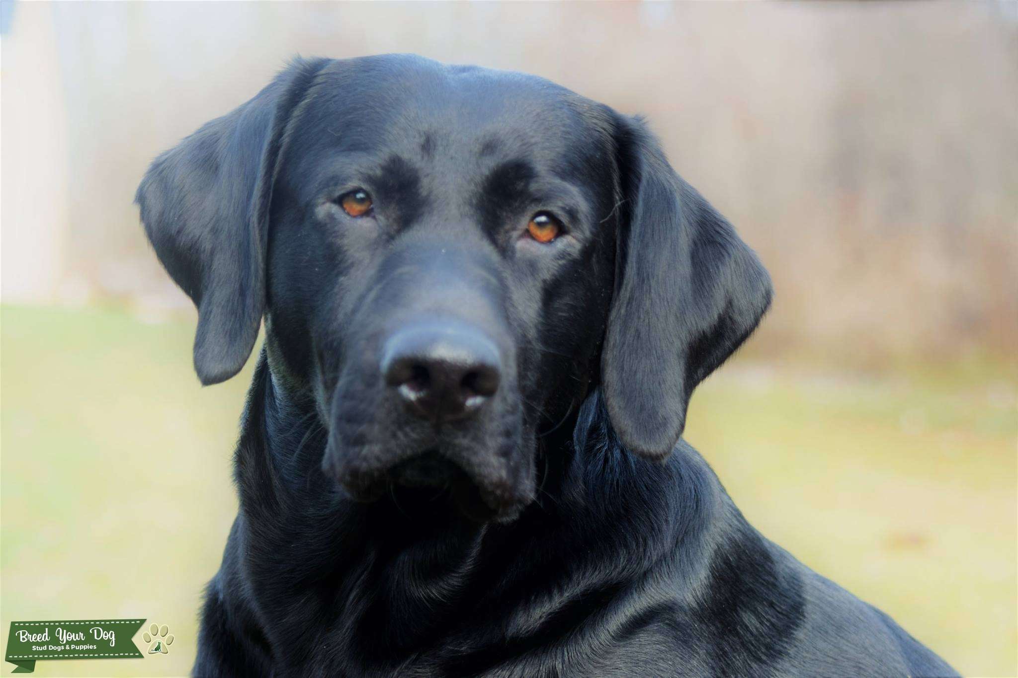 Stud Dog 2016 akc Black Labrador Breed Your Dog
