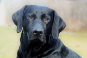 2016 akc Black Labrador  Listing Image