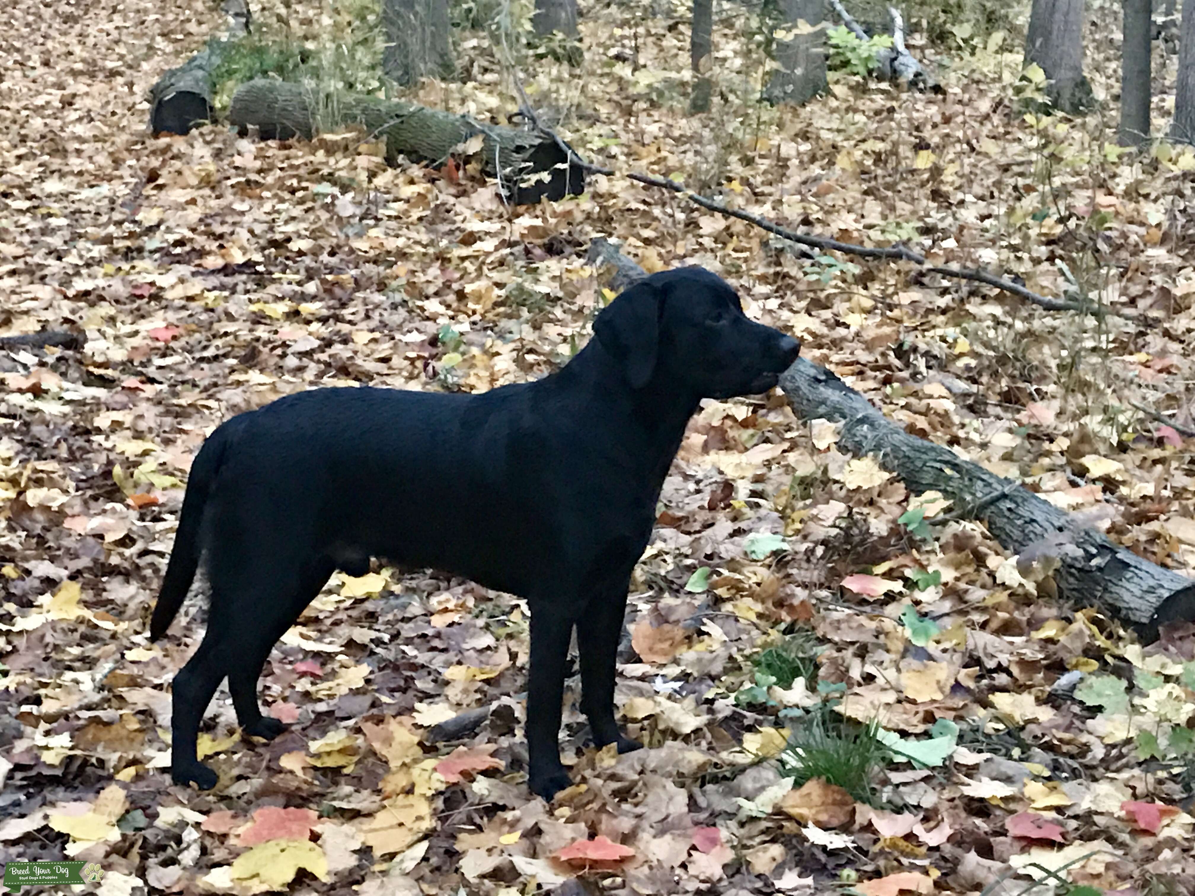 2016 akc Black Labrador Stud Dog in Michigan, the United States