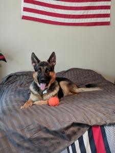 Great Family German Shepherd Listing Image